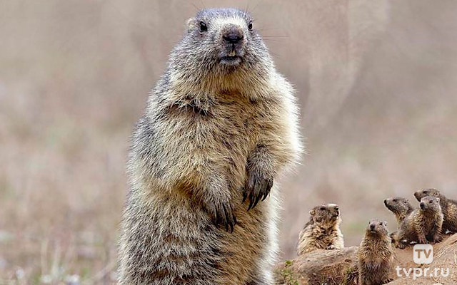 Жизнь сурка