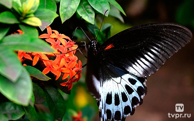 Взаимодействия видов