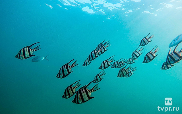 Подводный мир Эксумы