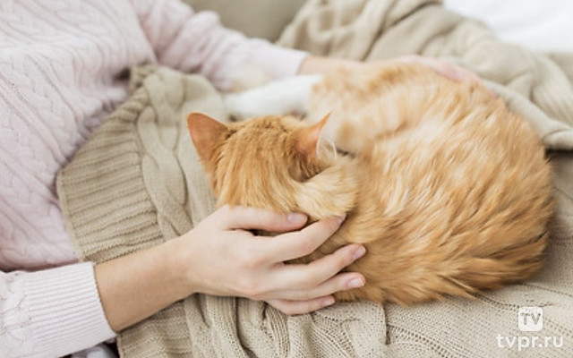 Зоотерапия