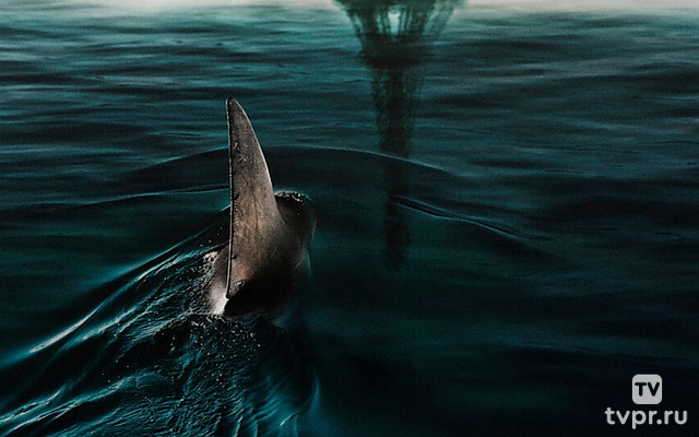 Акулы в Париже