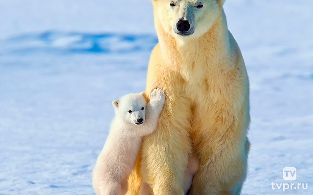 Разговор с белой медведицей