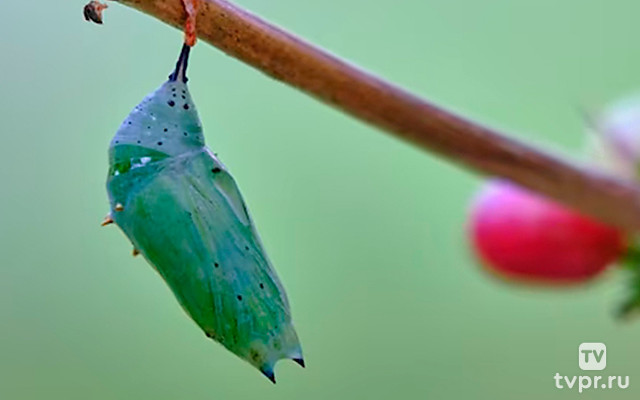 Послание бабочек