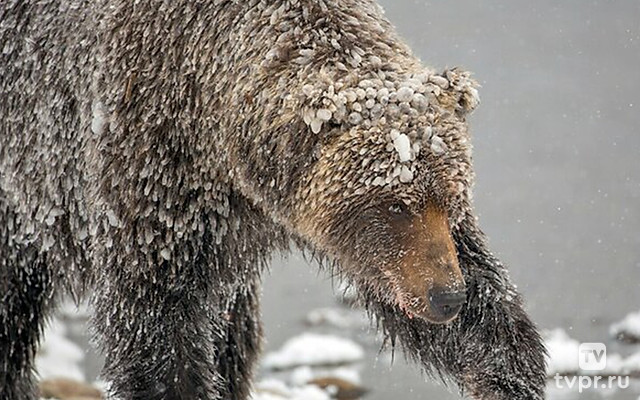 Дикие гризли Юкона