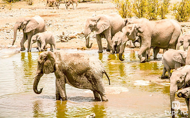 Этоша: огромный солончак