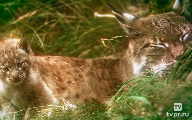 Любовь под вопросом?