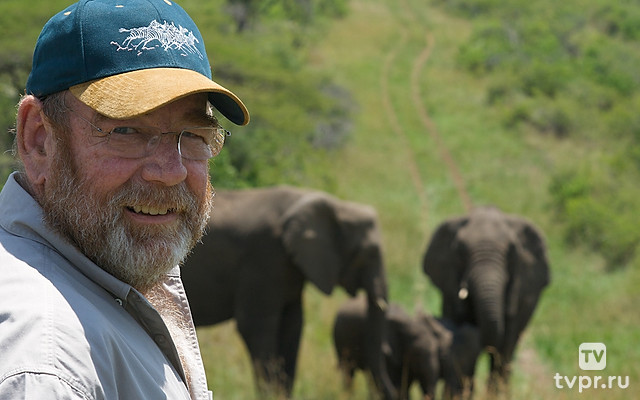 Сердце слона