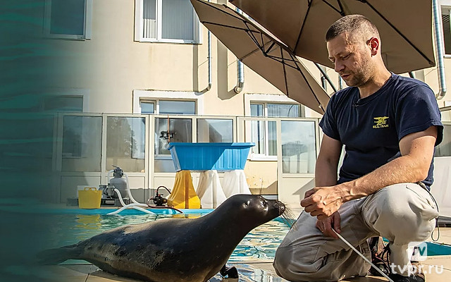 Краткое пособие по воспитанию тюленей