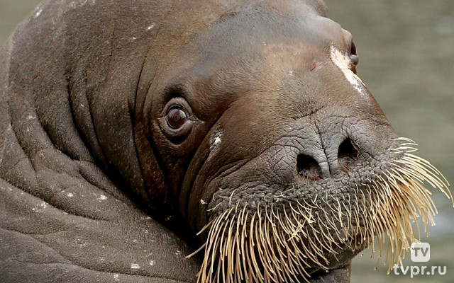 Несейка. Младшая дочь