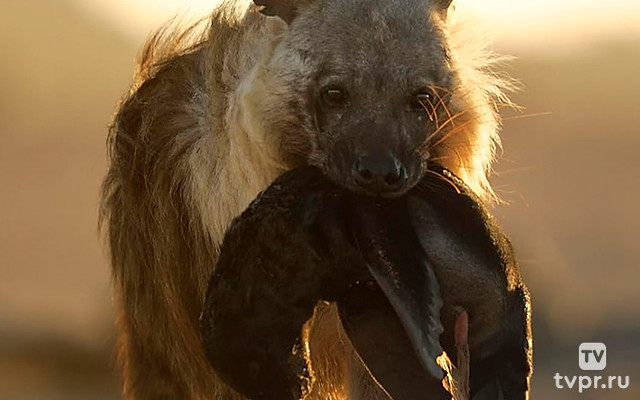 Гиены Макгадикгади