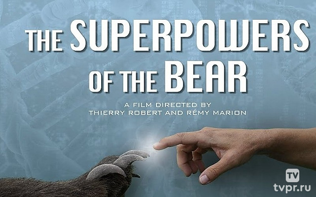Медвежьи суперспособности