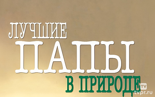 Суперпапы дикой природы