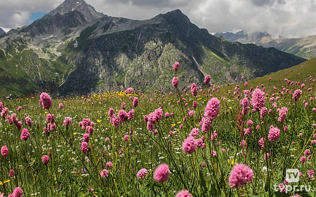 Альпийские луга Кабардино-Балкария