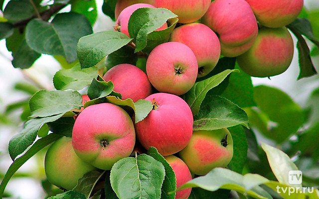 Яблоня