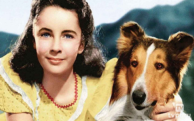 Лесси возвращается домой