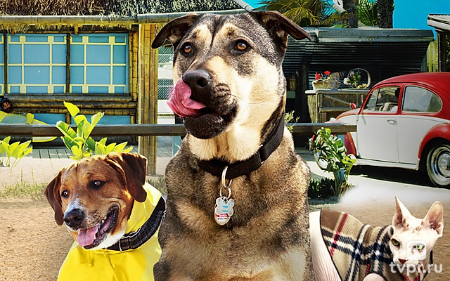 Собака-спасака