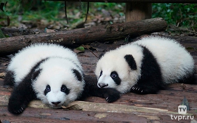 Королевство большой панды