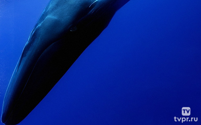 Самый одинокий кит