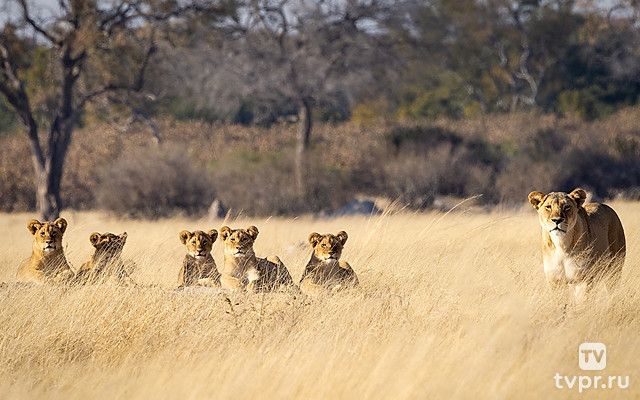 Львы Макололо