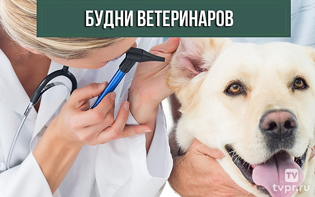 Будни ветеринаров