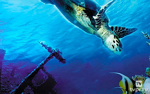 Коралловый риф 3D: Подводный мир Египта