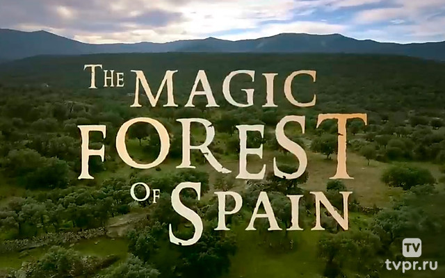 Магический лес Испании
