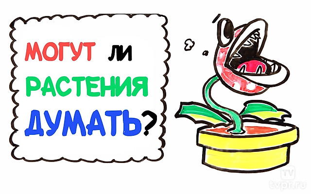 Могут ли растения думать?