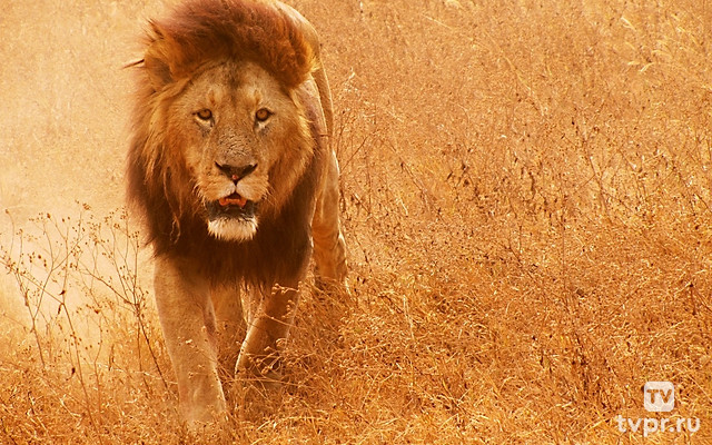 Сильнейшие львы долины Луанга