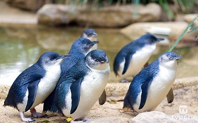 Остров пингвинов