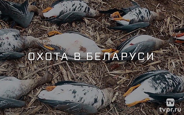 Охота в Беларуси
