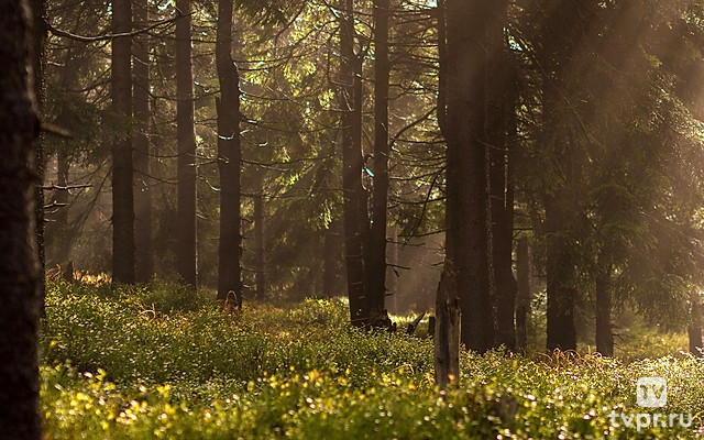 Буковый лес Сербия