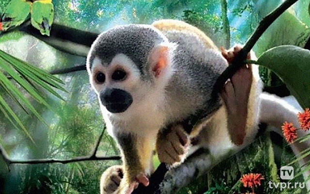 Тропический лес 3D