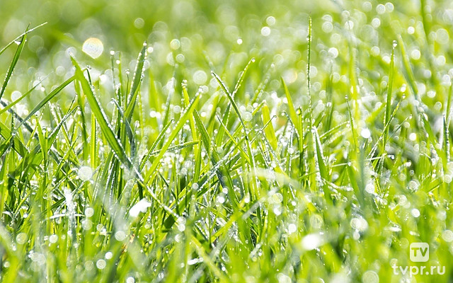 Капли на траве