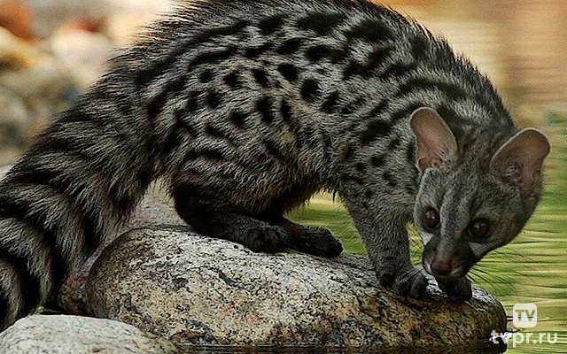 Рассказ генетты