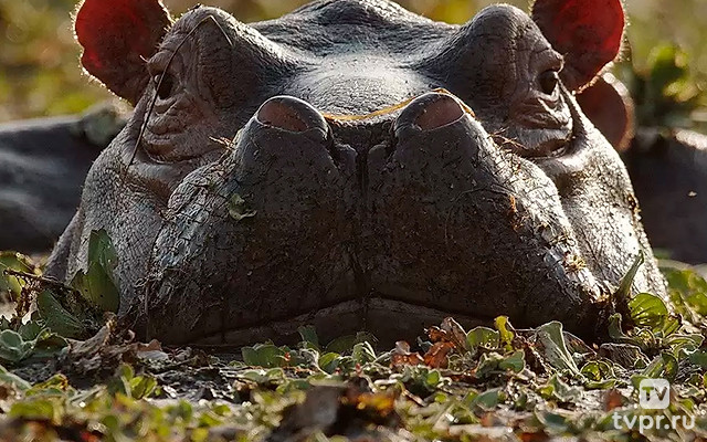 Остров бегемотов