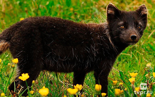 Разговоры с животными