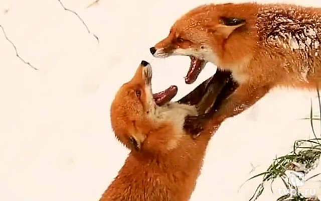 Дикая Швейцария