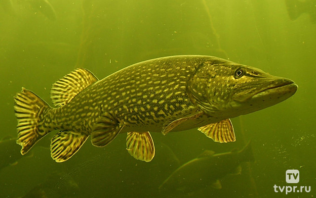 С удочкой по Азербайджану