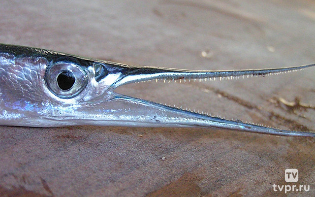 Ловля саргана в Чёрном море