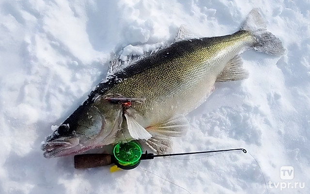 На поиски огромных судаков городка Юрьевец