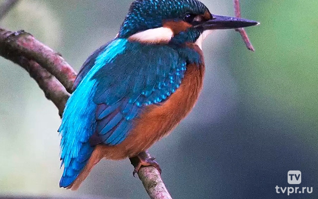 Маленький лес неподалёку