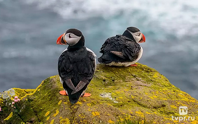 Iceland, the Newborn Island