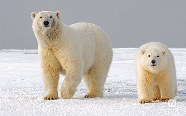 Разговор с белой медведицей