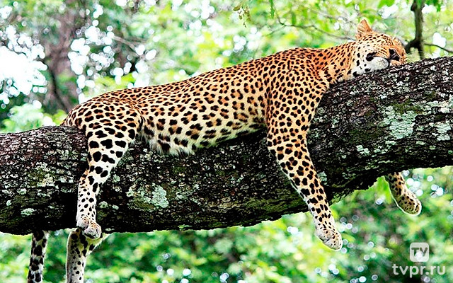 Гепарды. Братья по крови