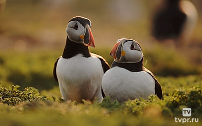 Такие разные животные