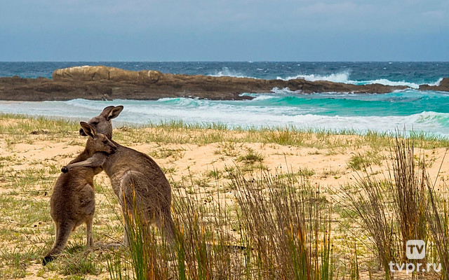 Дикая Австралия