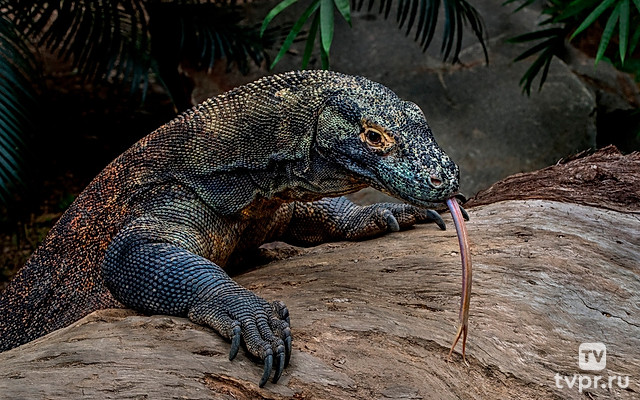 Монстры острова Комодо