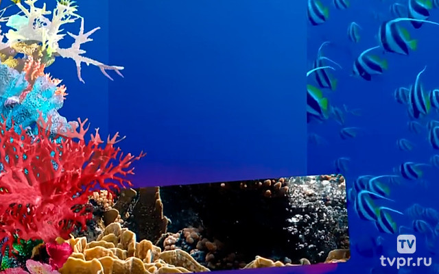 Вамизи: колыбель кораллов