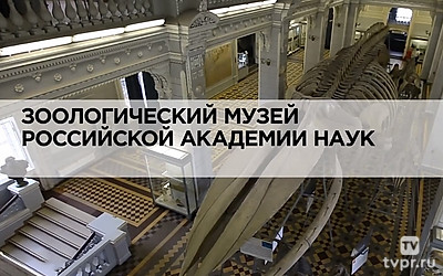 Зоологический музей Российской Академии наук