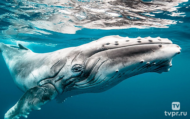 Морские титаны